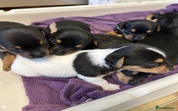 Jack Russell dogs for sale: Jack Russel Pups for sale - Image 4