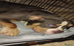 Mixed Breed dogs for sale: Bulldog mix pups - Image 2