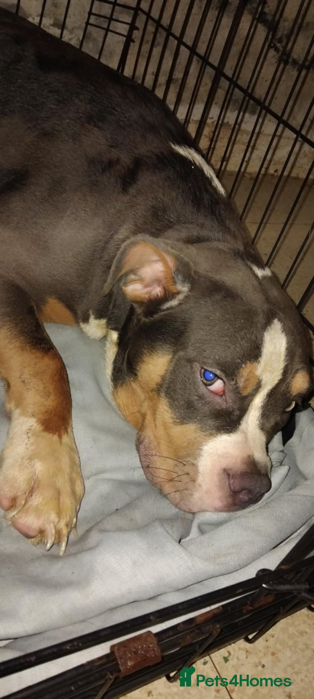 Mixed Breed dogs for sale: Bulldog mix pups - Image 2