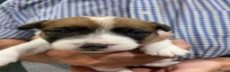 Jack Russell dogs for sale: 5 beautiful Jack Russell pups  in Whitchurch - Advert 9