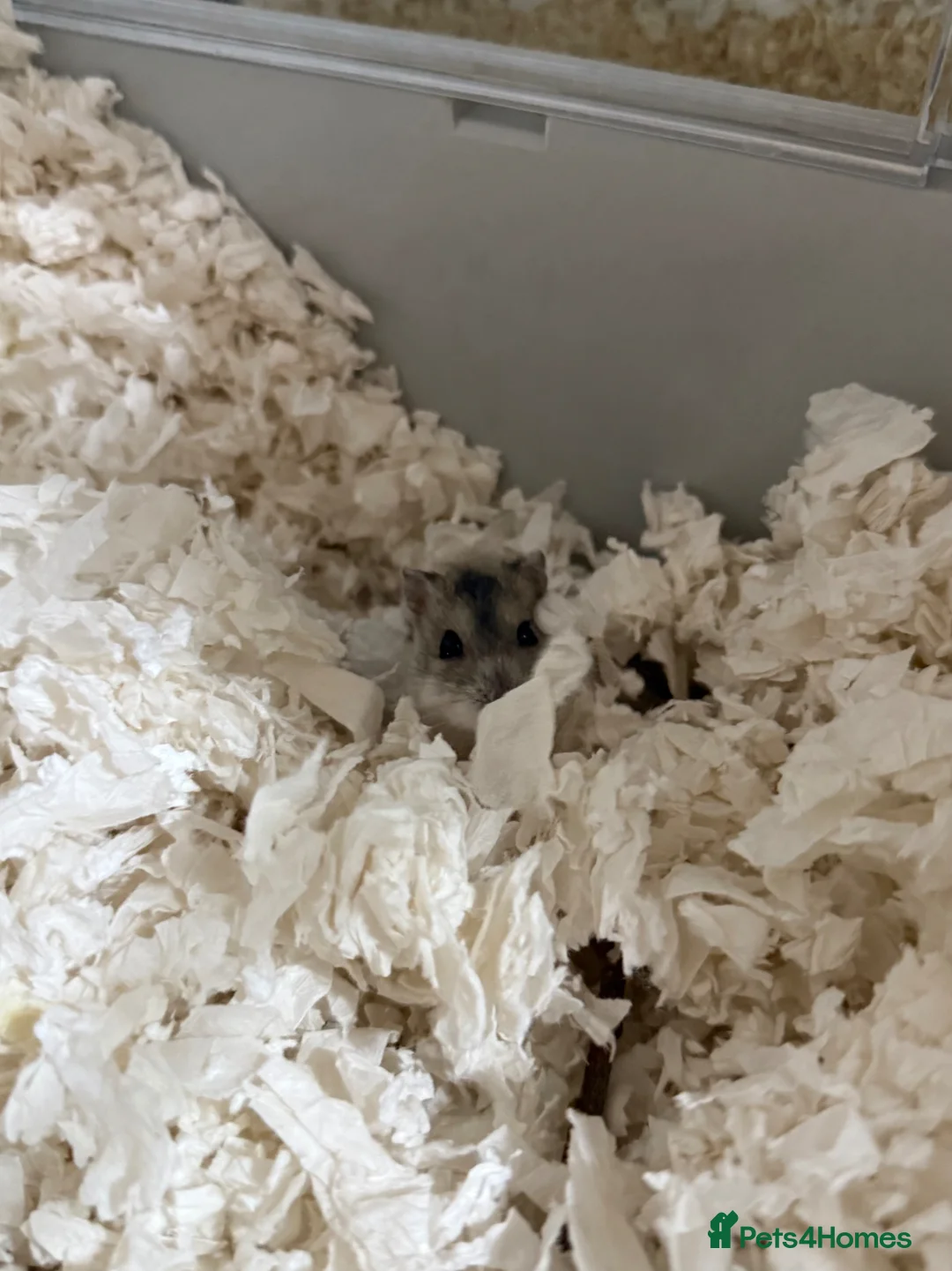 Hamster rodents for sale: Russian Dwarf Hamster + BUCATSTATE Setup - Advert 2