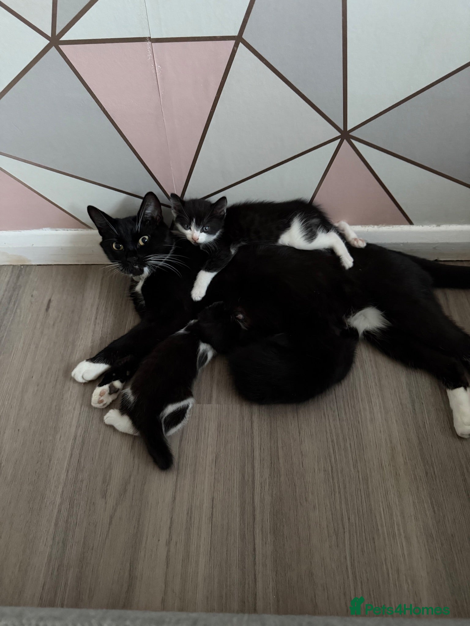 Mixed Breed cats Mixed Tuxedo kittens - Advert 3