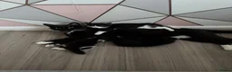 Mixed Breed cats for sale: Mixed Tuxedo kittens - Advert 1