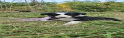 Border Collie dogs for sale: Border collie puppies  - Advert 13