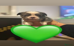 French Bulldog dogs for sale: *FLUFFY FRENCHIE’S* - Image 15