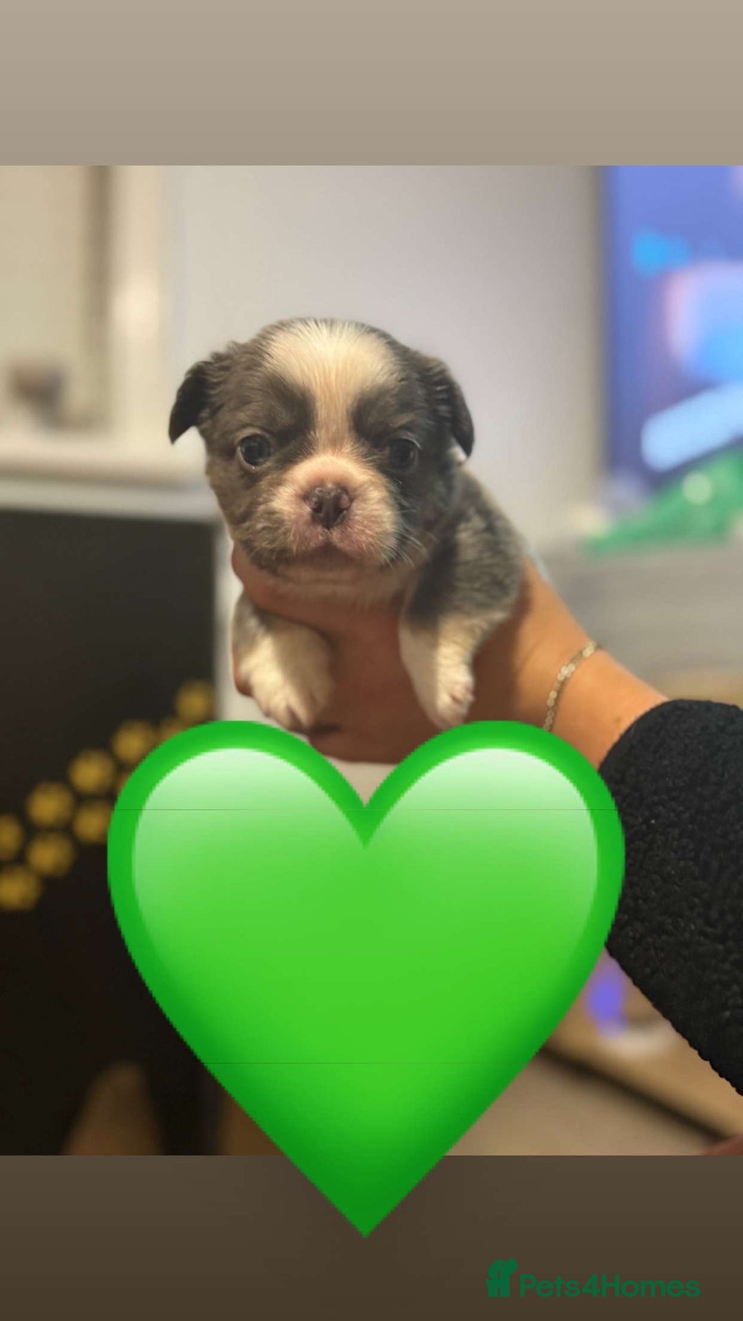 French Bulldog dogs for sale: *FLUFFY FRENCHIE’S* - Image 15