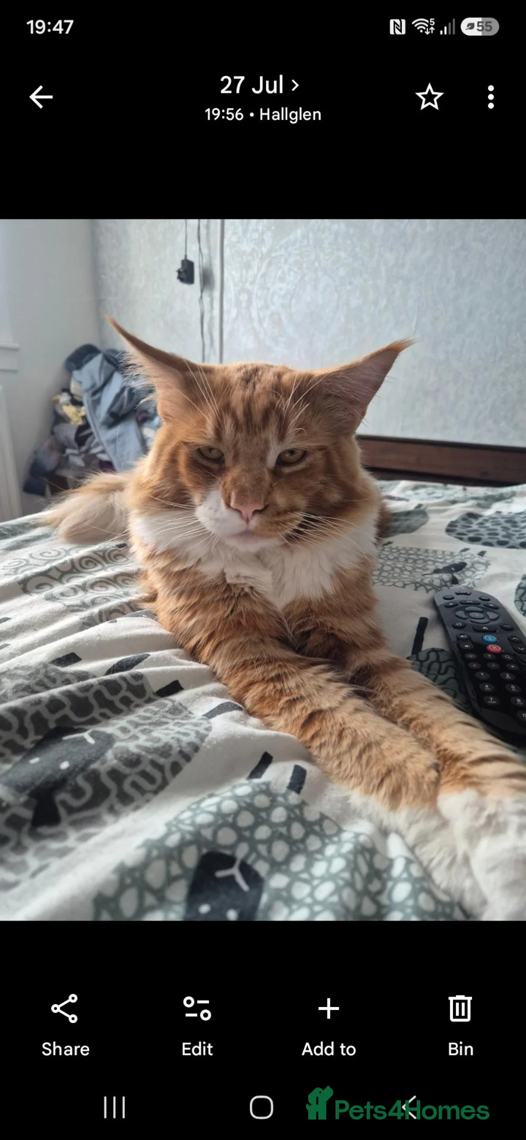 Maine Coon cats for stud: Stunning Maine Coon male for stud - Advert 2