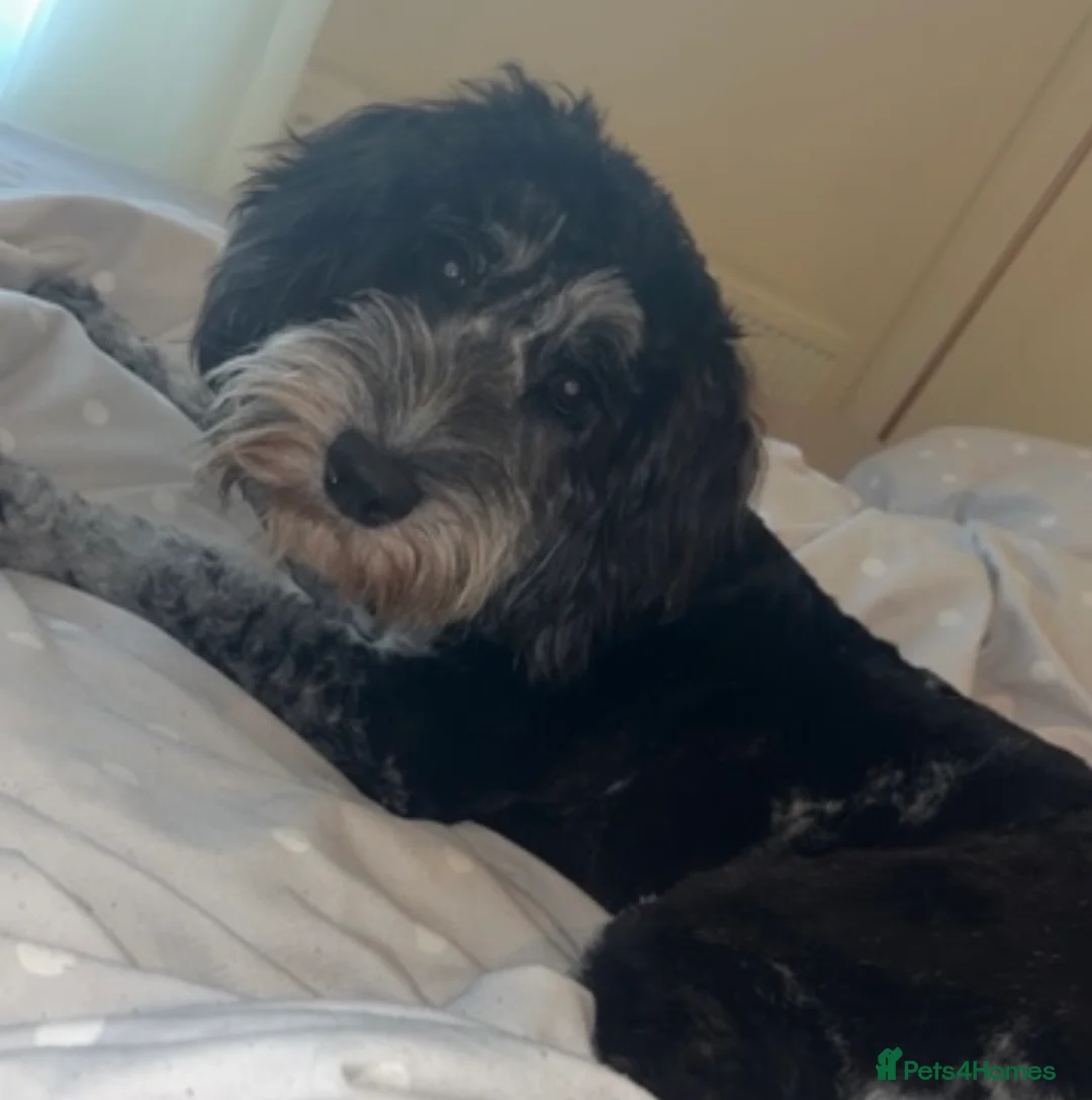 Cockapoo dogs for sale: Multi gen cockapoo puppies for sale. - Advert 10