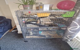 Degus rodents for sale: Male degu - Image 3