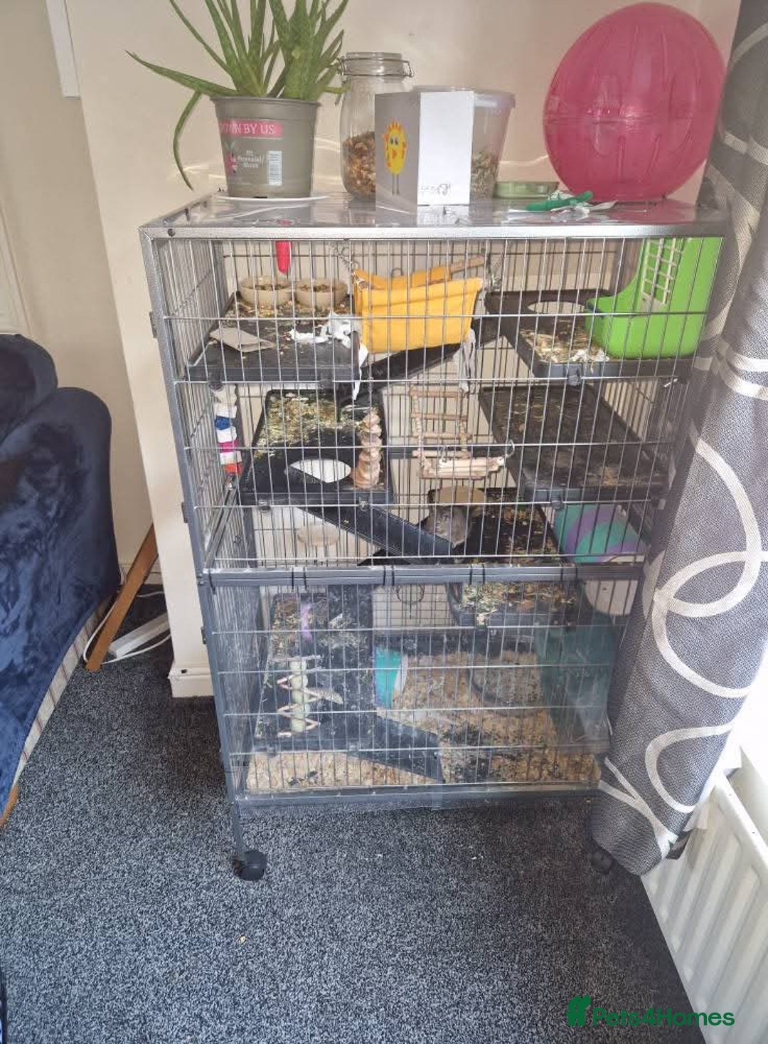 Degus rodents for sale: Male degu - Image 3