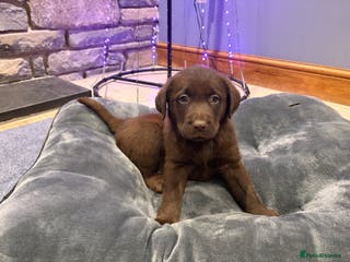 Labrador Retriever dogs Chocolate Labrador Puppies - Advert 9