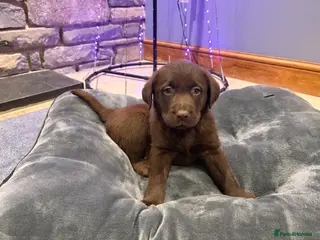 Labrador Retriever dogs Chocolate Labrador Puppies - Advert 6