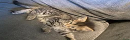 Mixed Breed cats for sale: 2 loving cuddly kittens looking for a forever home - Advert 6