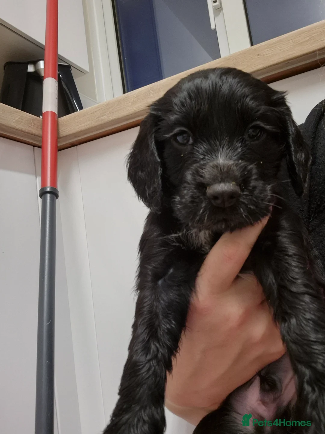 Cocker Spaniel dogs for sale: Working cocker spaniel pups - Advert 10