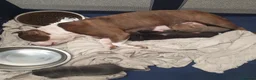 Mixed Breed dogs for sale: STAFFIE CROSS SHAR PEI PUPPIES  in Brighouse - Advert 6