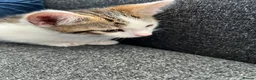 Mixed Breed cats for sale: Bengal x Tabby - Advert 2