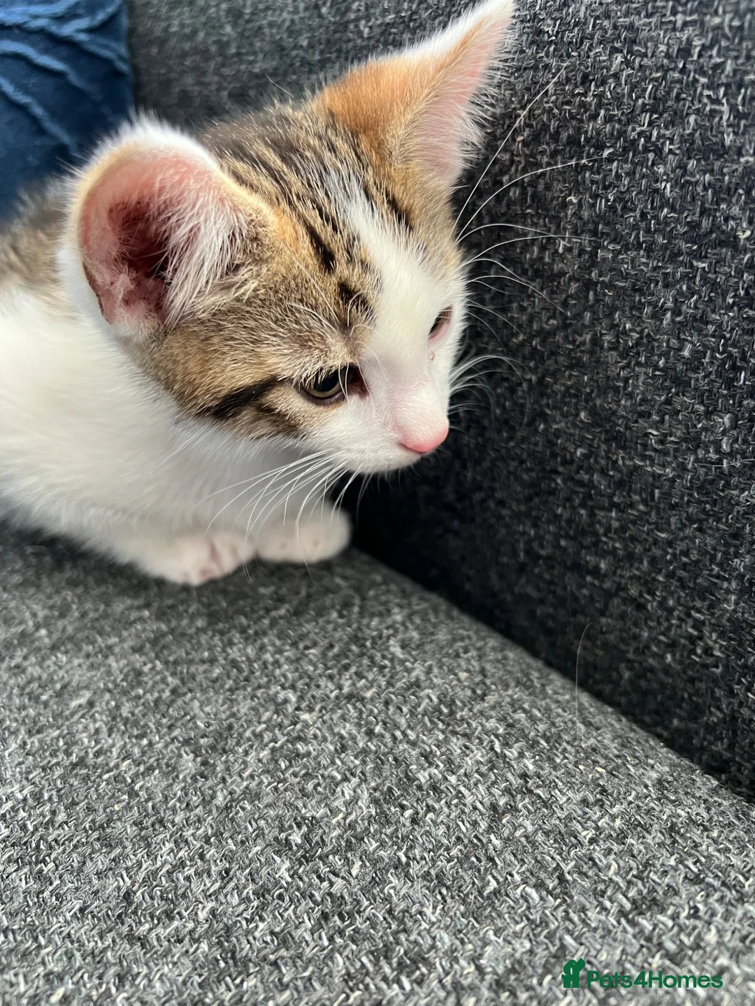 Mixed Breed cats for sale: Bengal x Tabby - Advert 2