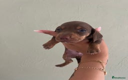 Miniature Dachshund dogs for sale: Miniature dachshunds  - Image 8