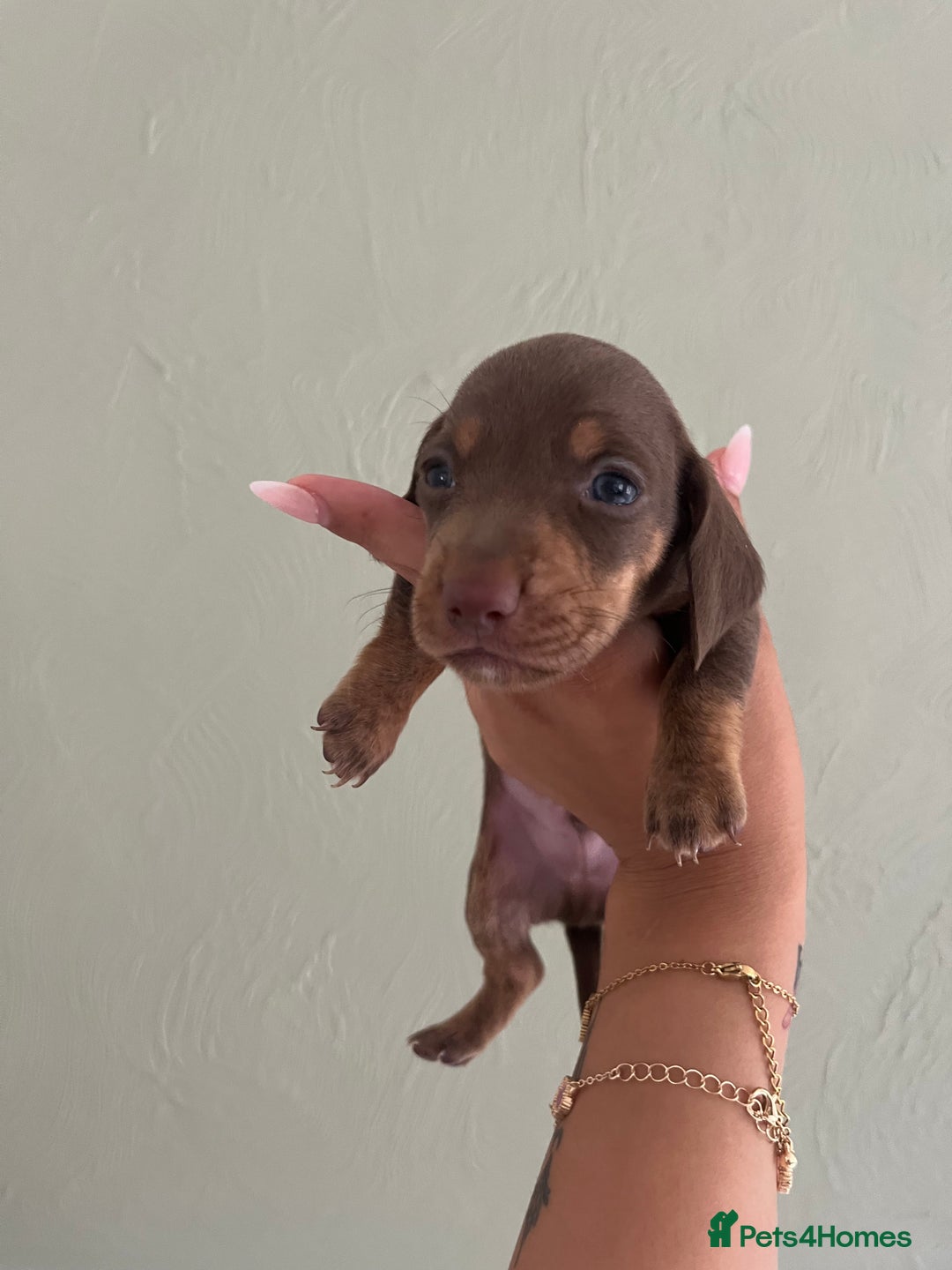 Miniature Dachshund dogs for sale: Miniature dachshunds  - Image 8