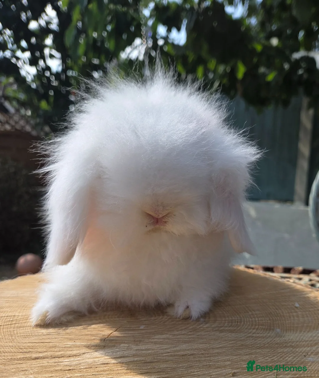 Angora rabbits for sale: Teddywidders super fluffy  ready to go now - Advert 2