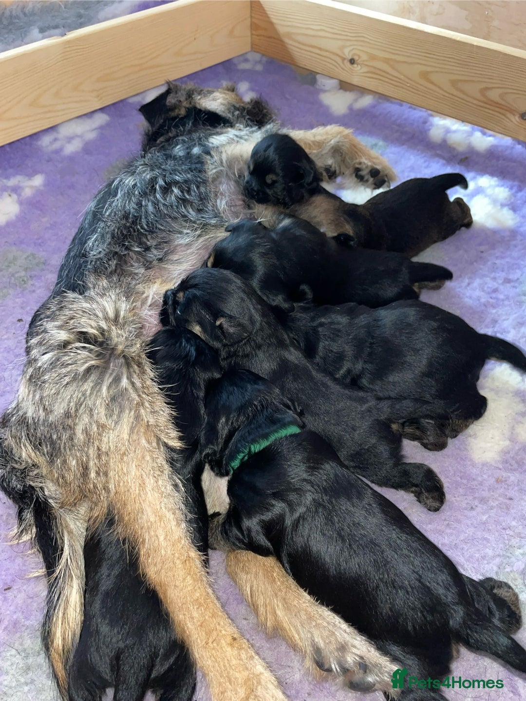 Border Terrier dogs for sale: Beautiful Border Terrier Puppies - Advert 7