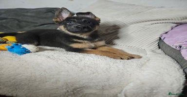 German Shepherd dogs German shepherd puppies  - Advert 4