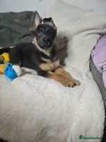 German Shepherd dogs German shepherd puppies - Advert 4