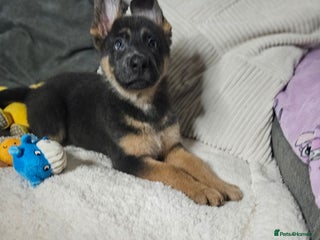 German Shepherd dogs German shepherd puppies - Advert 2