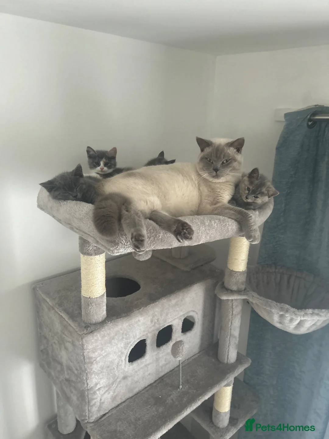 British Shorthair cats for sale: 5 British shorthair kittens for sale - Advert 1