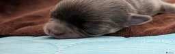 Chihuahua dogs for sale: Outstanding KC reg long haired chihuahuas - Advert 14