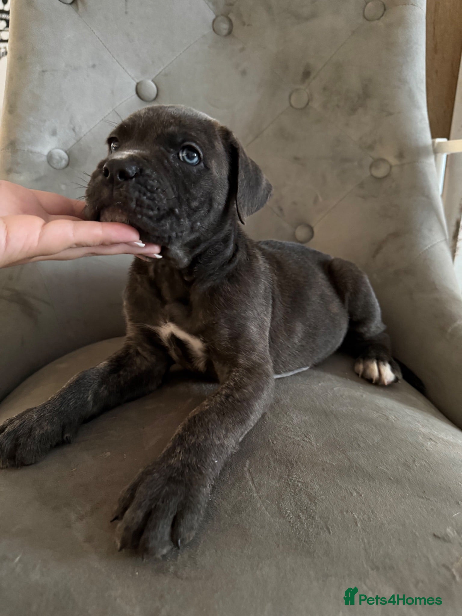 Cane Corso dogs Soon ready to leave 🥰 - Advert 2