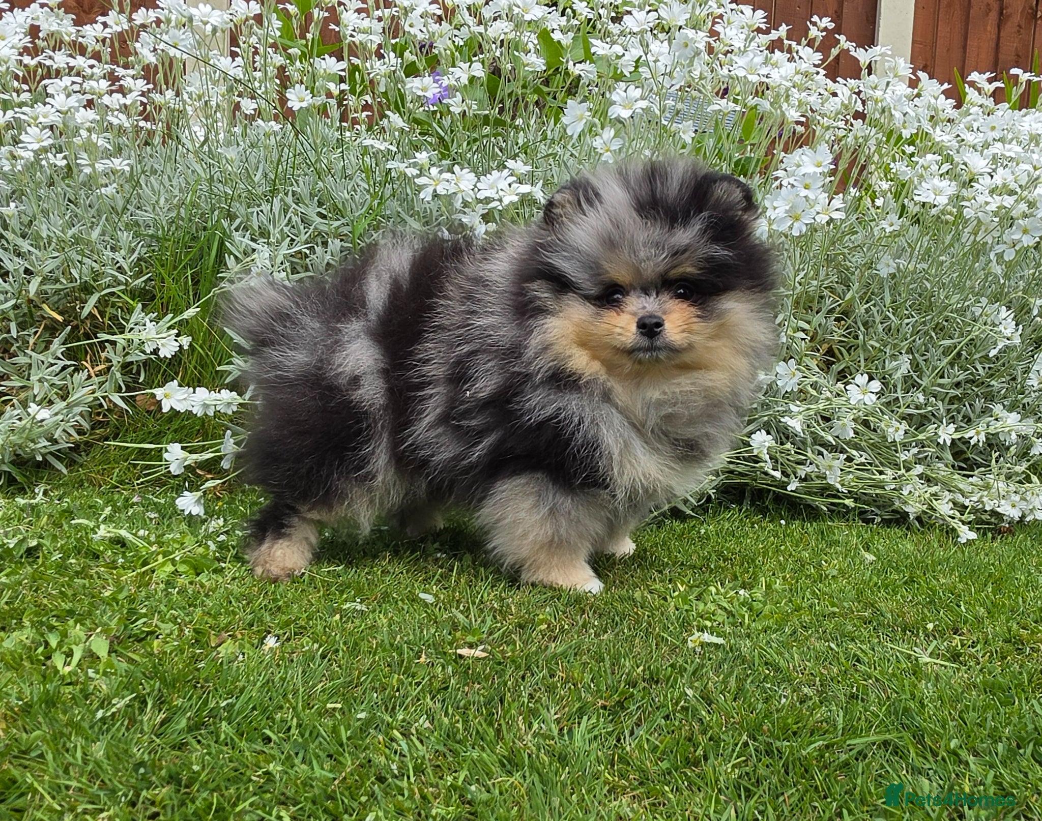 Pomeranian dogs Stunning Rare Merle Pomeranian - Advert 2