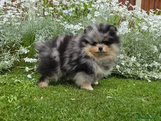 Pomeranian dogs Stunning Rare Merle Pomeranian - Advert 2