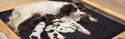 Sprocker dogs for sale: Sprocker Puppies - Advert 1
