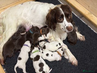 Sprocker dogs Sprocker Puppies - Advert 3