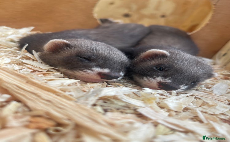 Ferret rodents - Advert 1