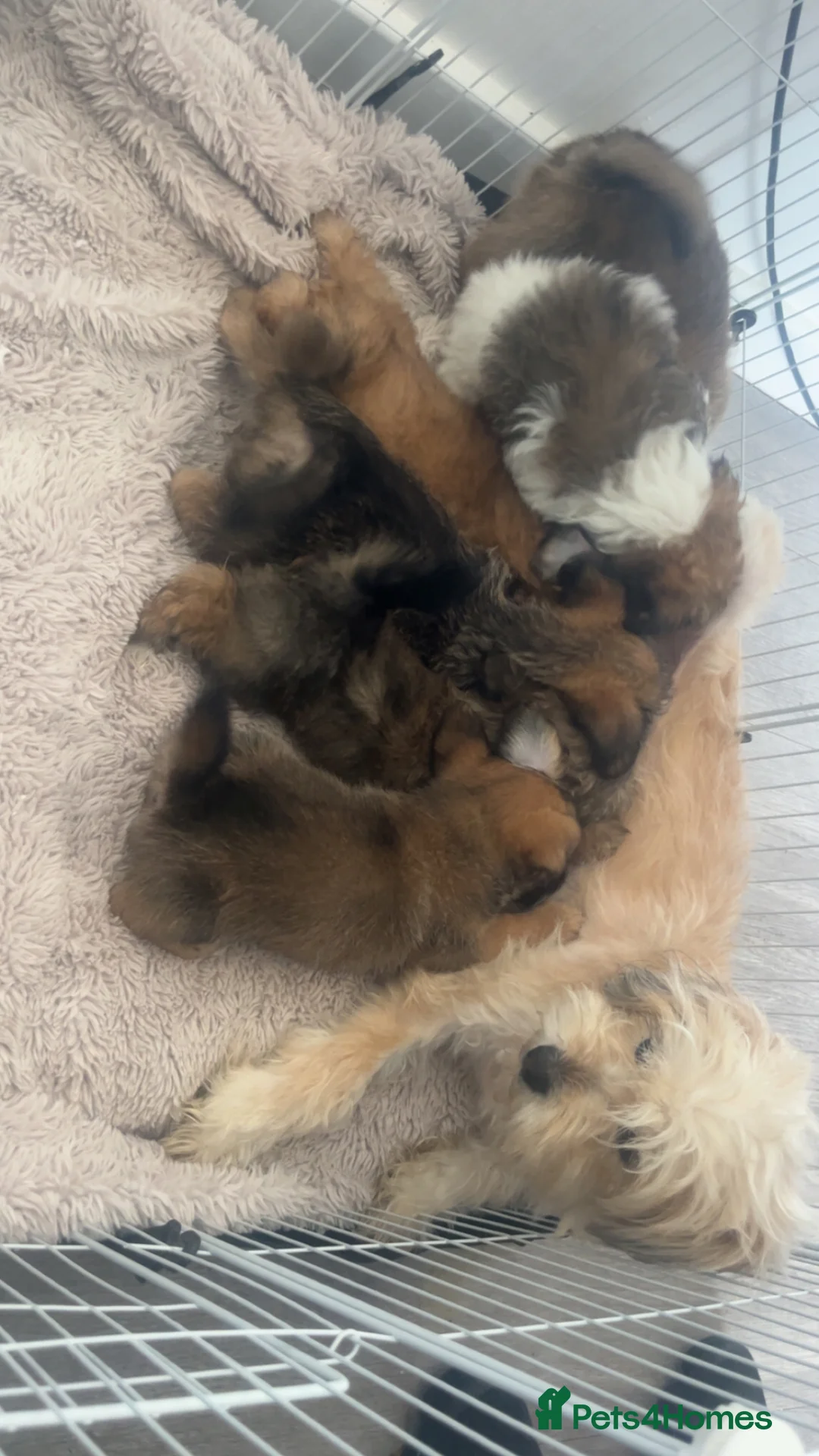 Shihpoo dogs for sale: Shihpoos  - Advert 8