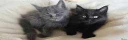 Maine Coon cats for sale: Maine coon kittens - Advert 12