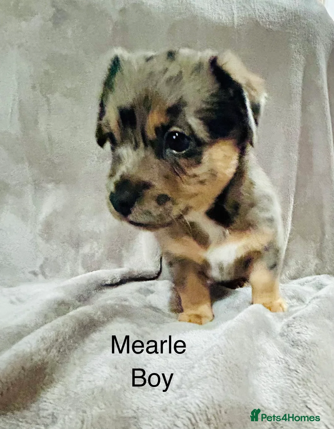 Jack Russell dogs for sale: Beautiful Jack Russell Terrier puppies available  - Advert 8