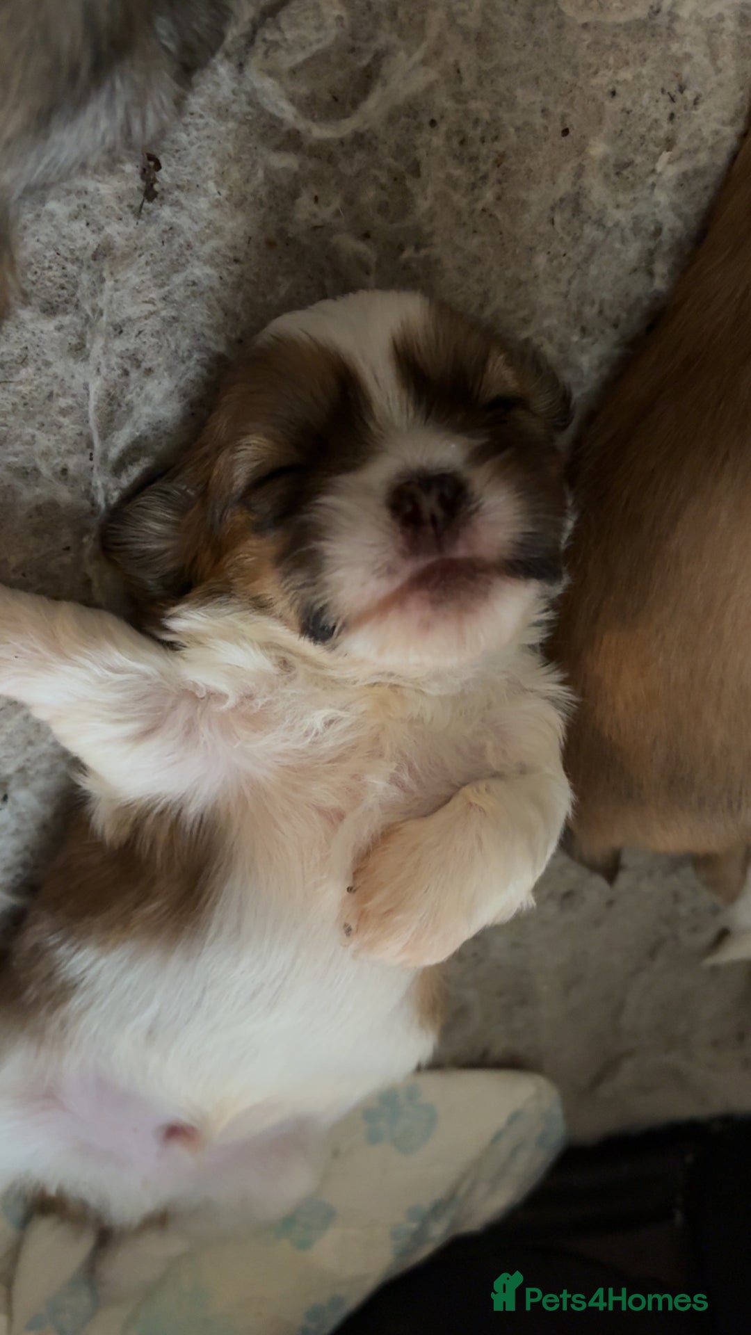 Shih Tzu dogs for sale: Shih Tzu pups  - Advert 8
