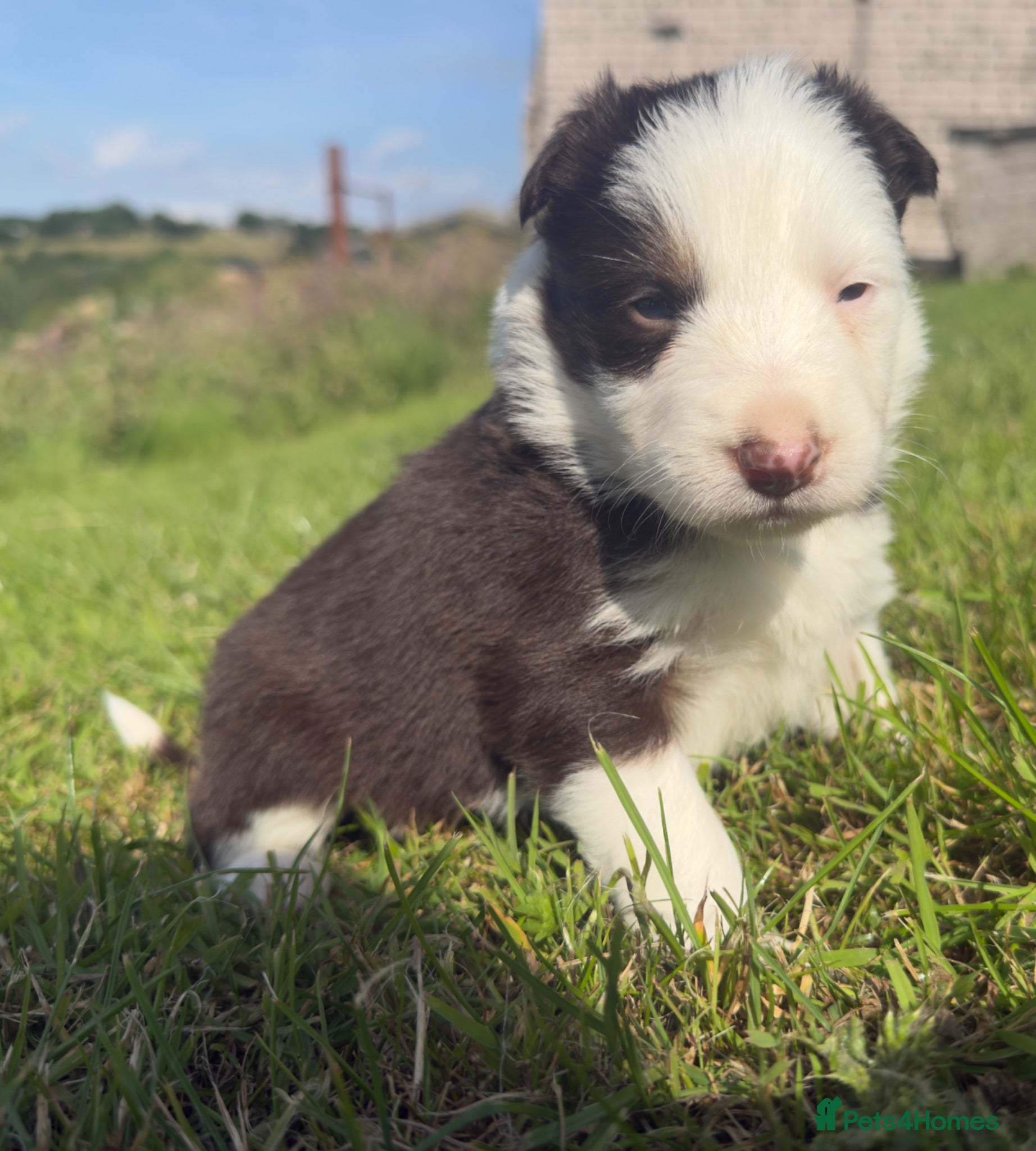 Border Collie dogs Red Tricolour, chocolate &White Border Collie - Advert 1