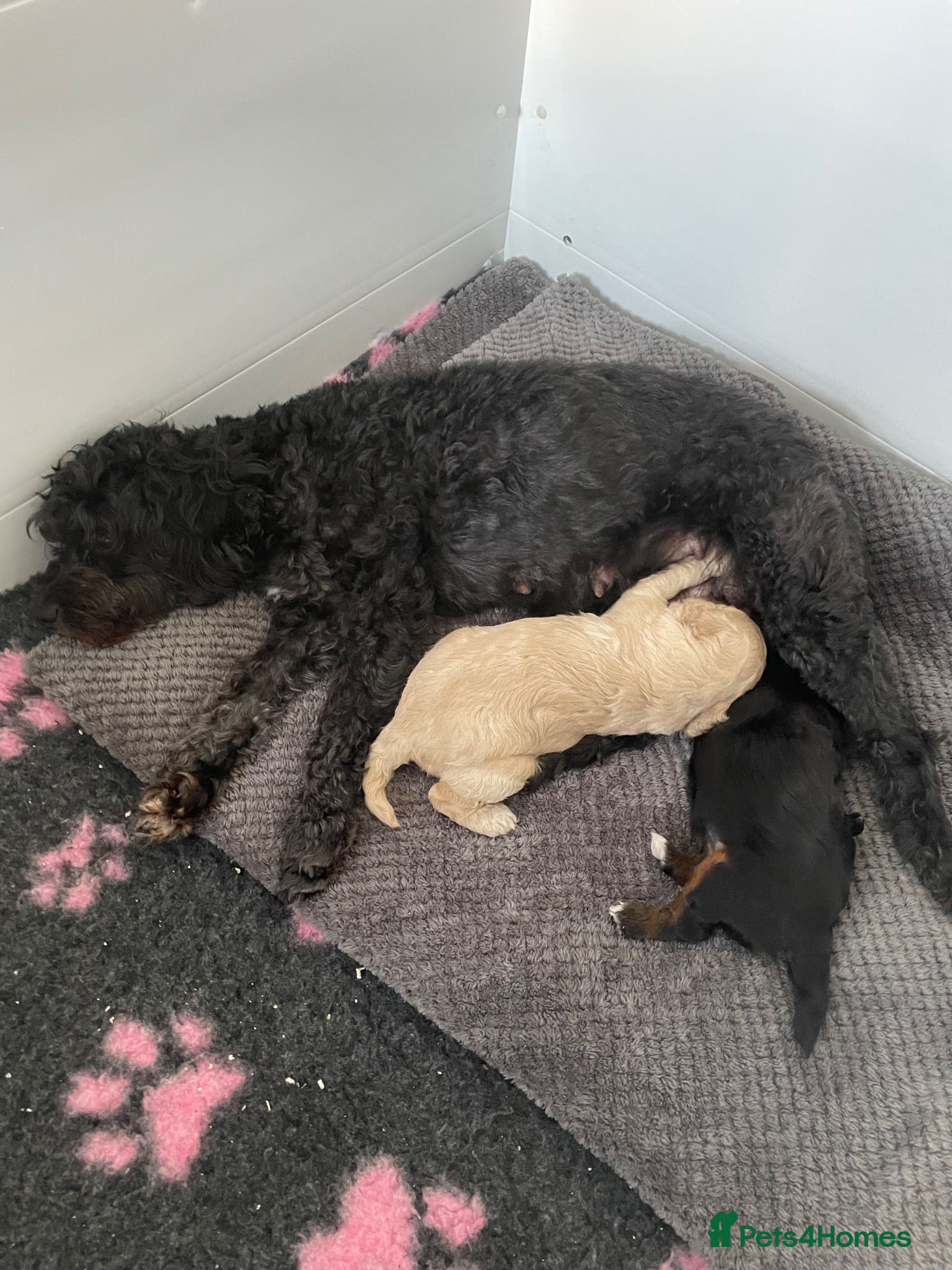 Cavapoochon dogs F1b Cavapoochon puppies - Advert 5