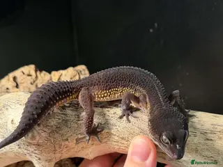 Leopard Gecko reptiles Proven pair of BLack night leopard geckos - Advert 1