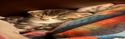 Mixed Breed cats for sale: Adorable Bengal x Shorthair Kittens - Advert 18