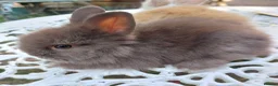 Lionhead rabbits for sale: PUREBRED DOUBLE/TEDDY LION HEAD BABIES  - Advert 13
