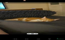 British Shorthair cats for sale: Ginger domestic shorthair  - Image 3