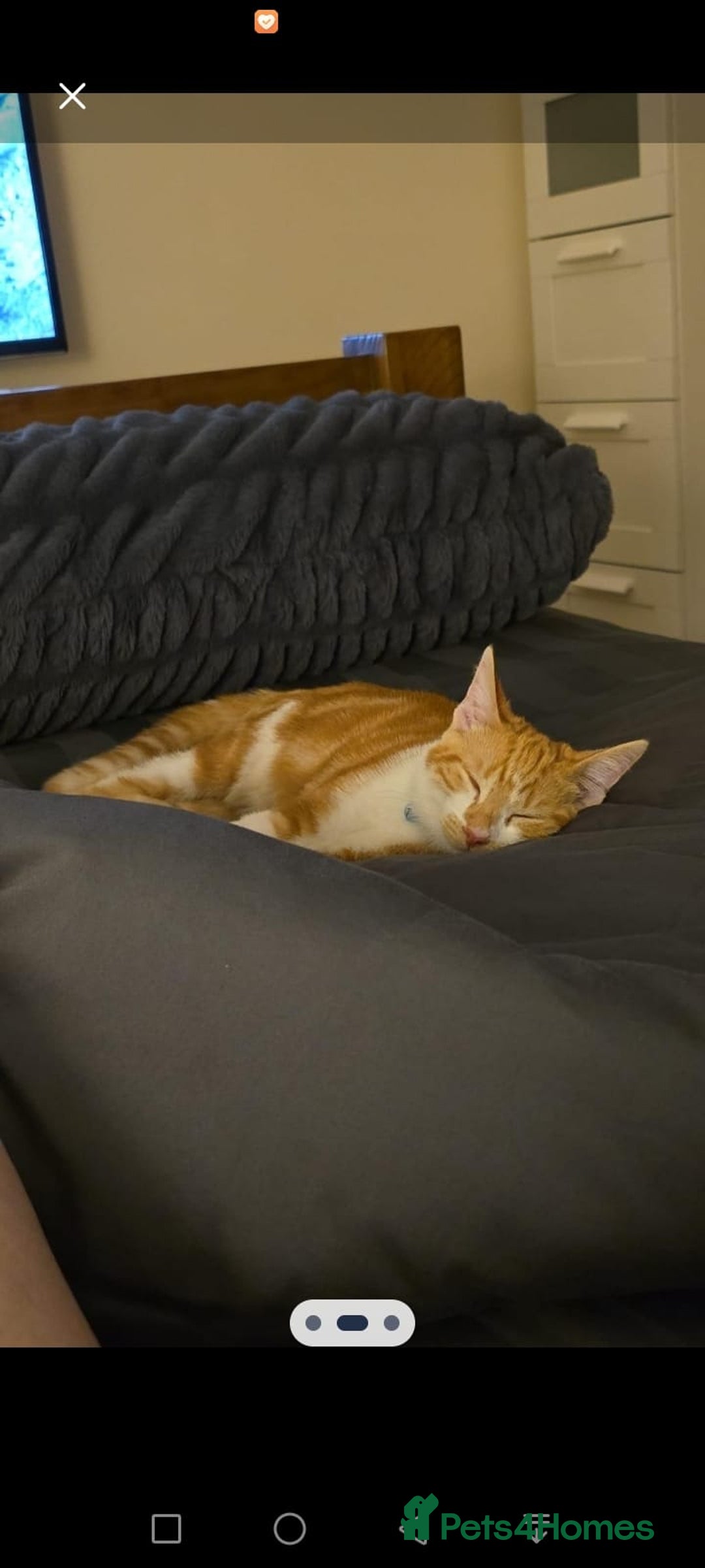 British Shorthair cats for sale: Ginger domestic shorthair  - Image 3