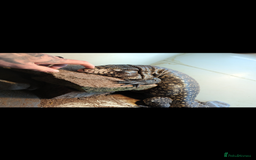 Lizard reptiles for sale: Friendly Tegu & Full Setup - Image 4