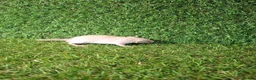 Rat rodents for sale: DWARF RATS - Advert 17