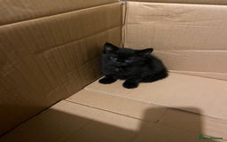 Mixed Breed cats for sale: 2 male 1 female black kitten for sale ready nov1st - Image 7